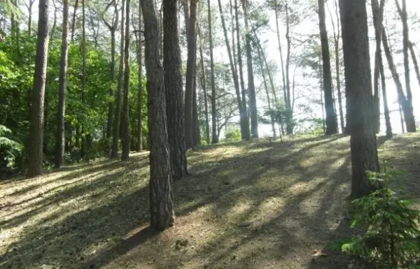 Šančių piliakalnis, vad. Kepeliušu, Pikelnia nuotrauka